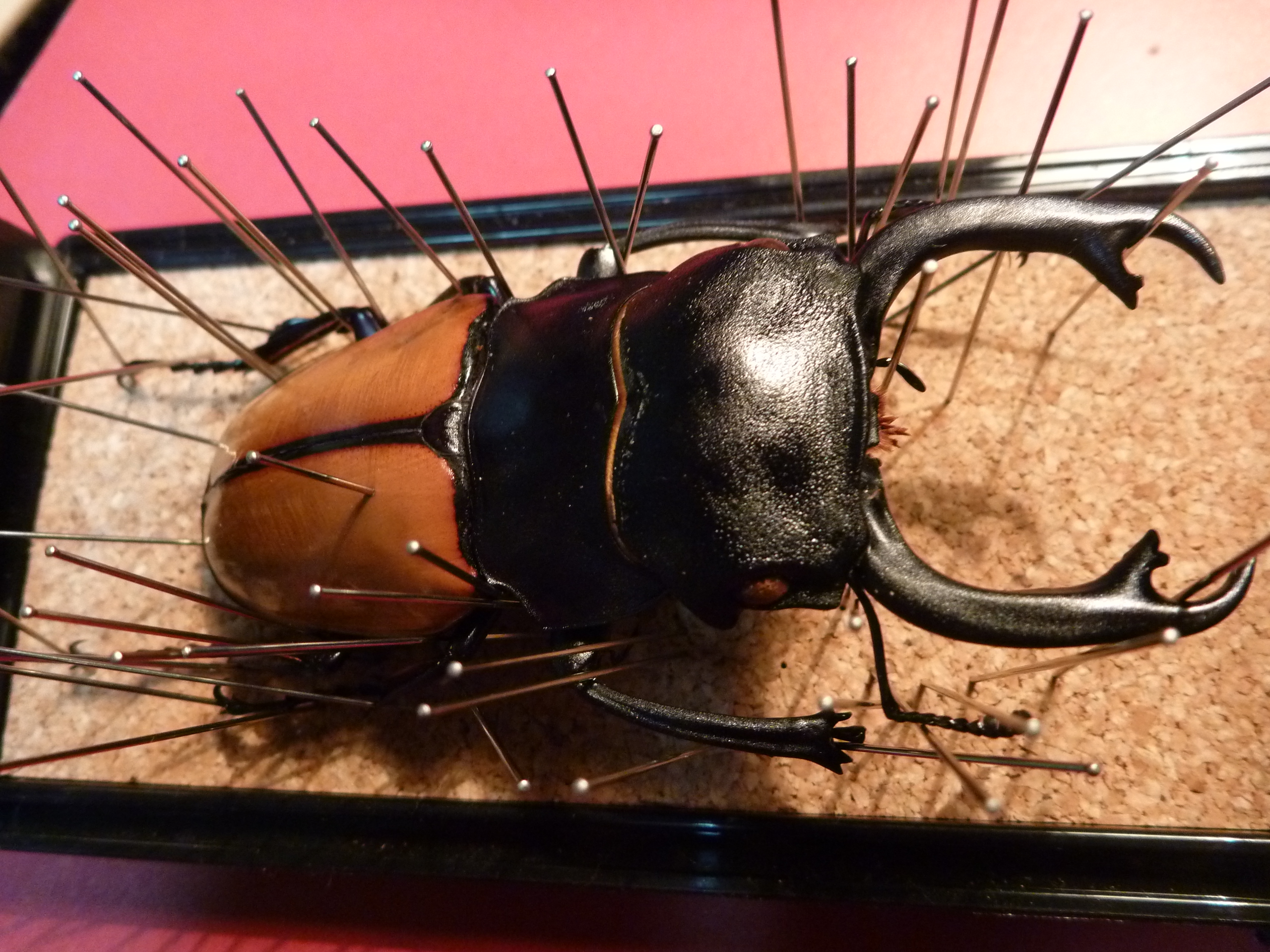 クワガタの標本。 | 菊元俊文.jp