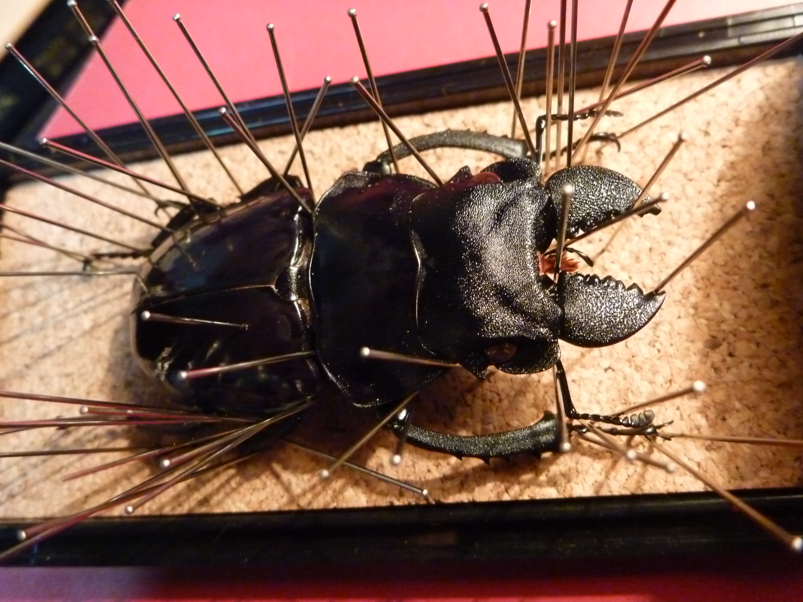 クワガタの標本。 | 菊元俊文.jp