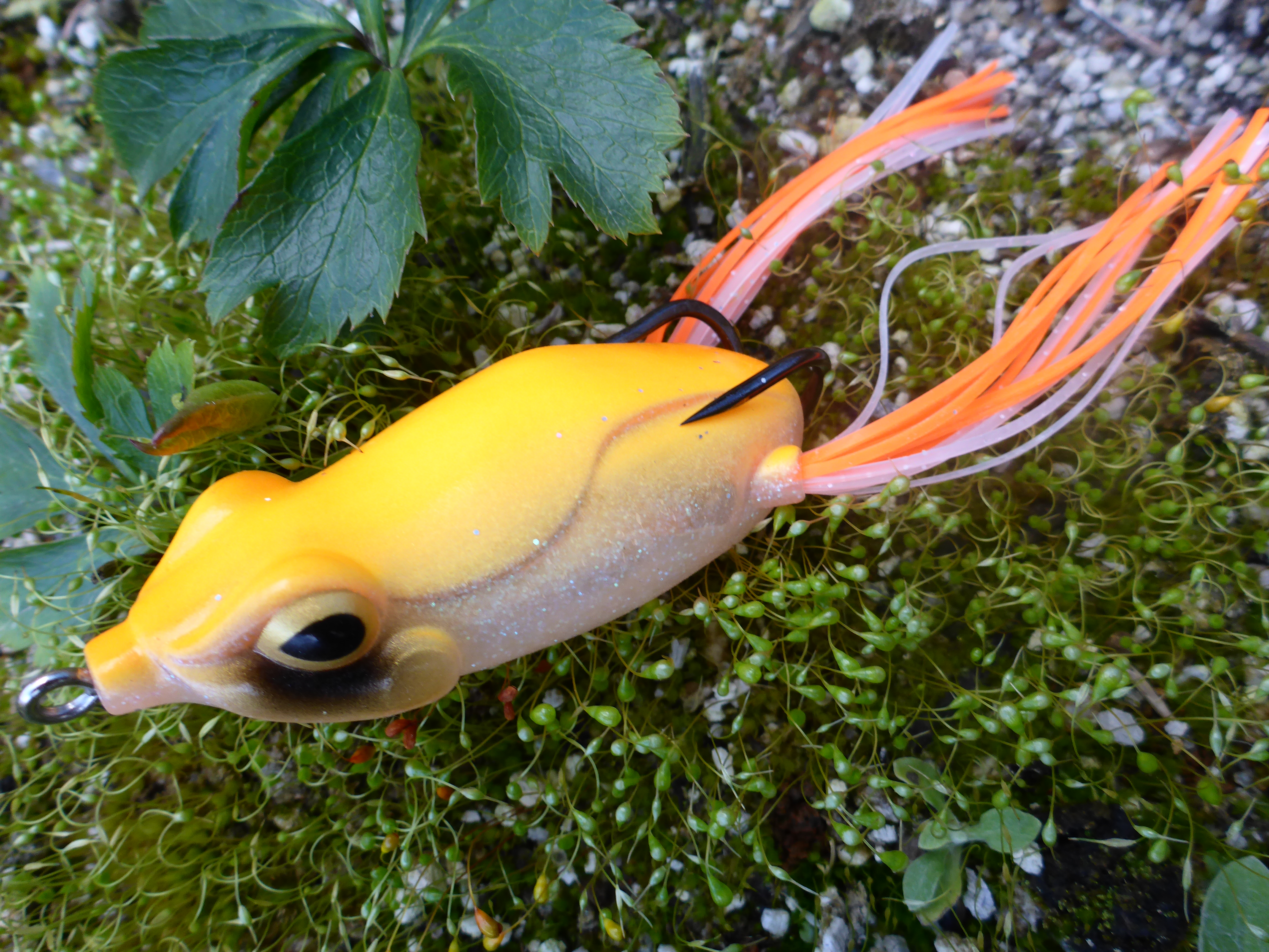 フロッグのカラーの話。 | 菊元俊文.jp