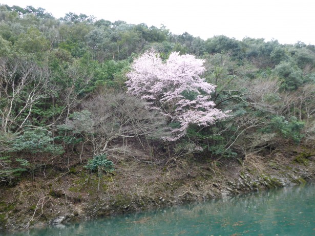山桜が