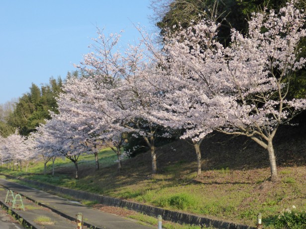 桜