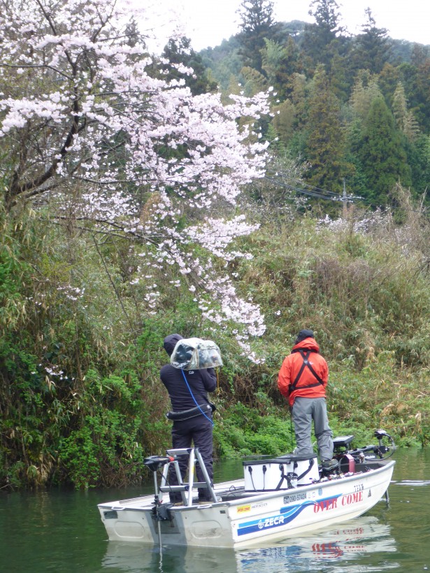 桜の木の下で