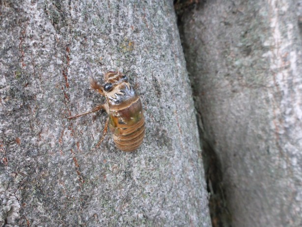 木に移す