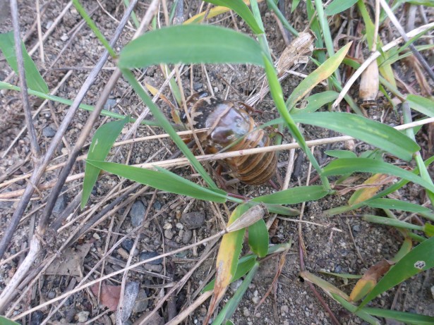 セミの幼虫発見