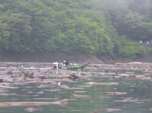 流木だらけ