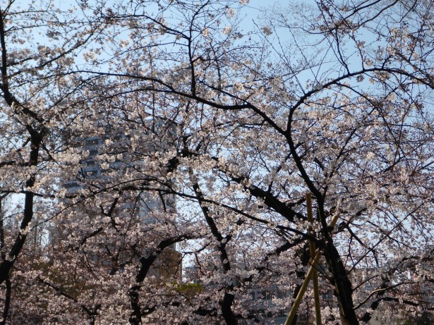 桜