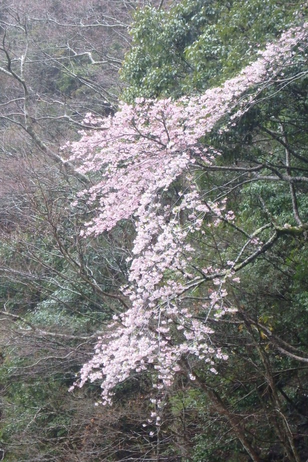 山桜